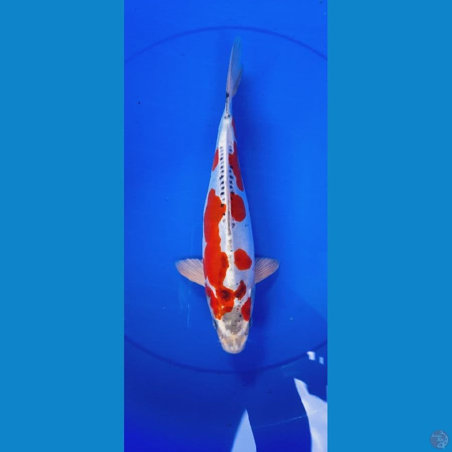 kiko 33 cm
