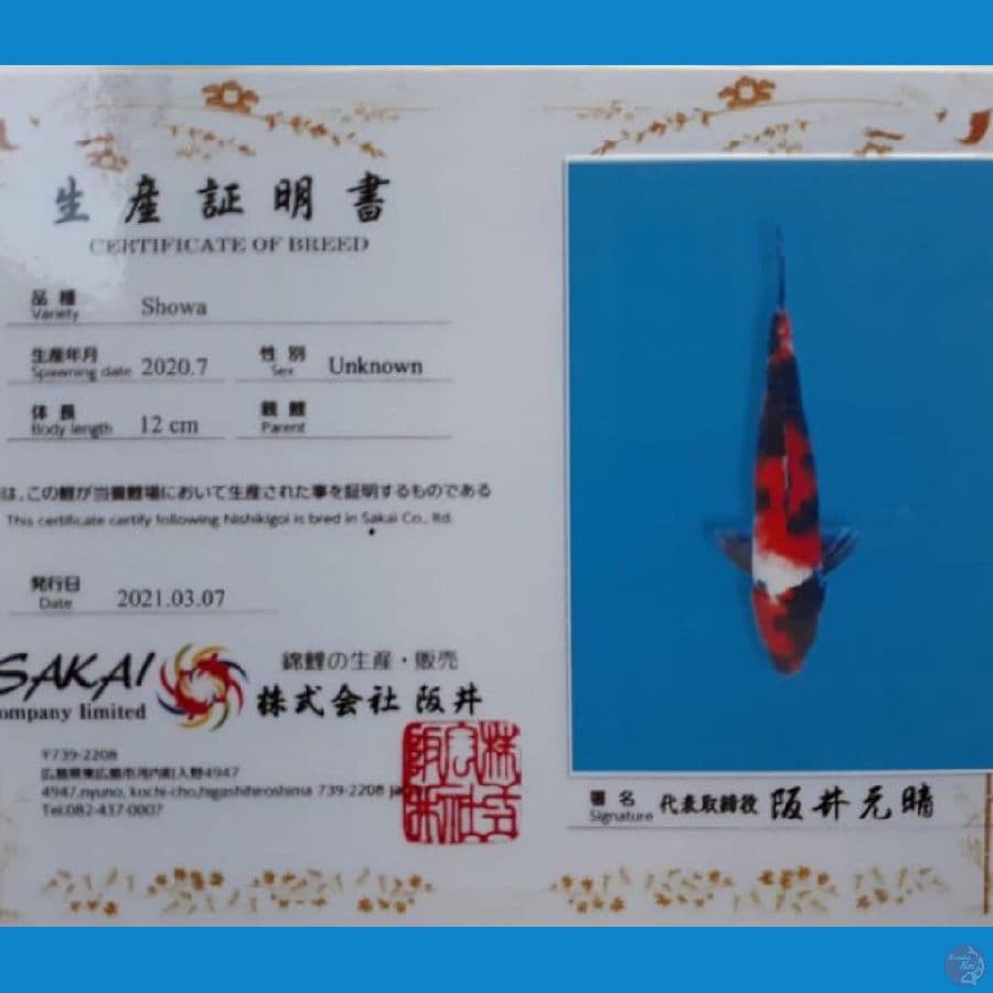 SHOWA SAKAI 30cm
