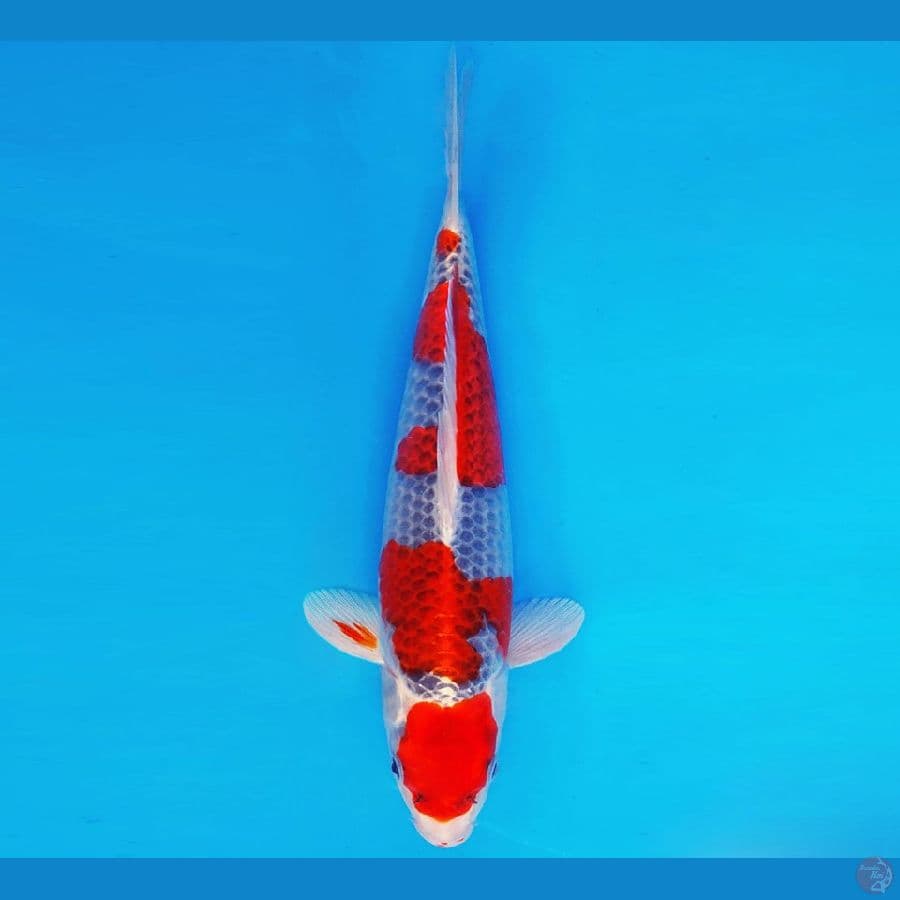 SONATA 2 ~ GOSHIKI 35 cm/male ™