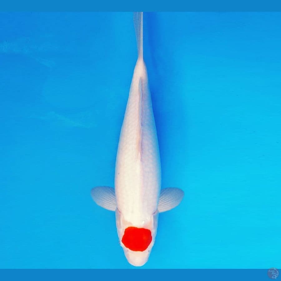 SONATA 4 ~ ORIGINAL TANCHO 40 cm/fm ™