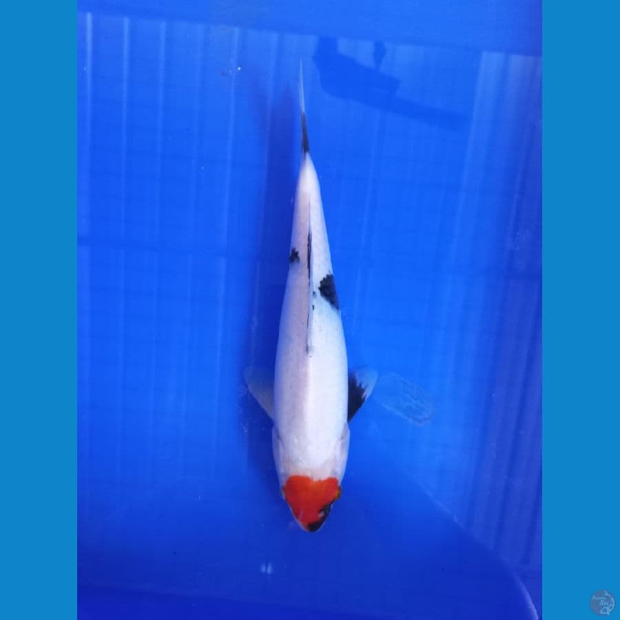 tancho showa 28cm #F
