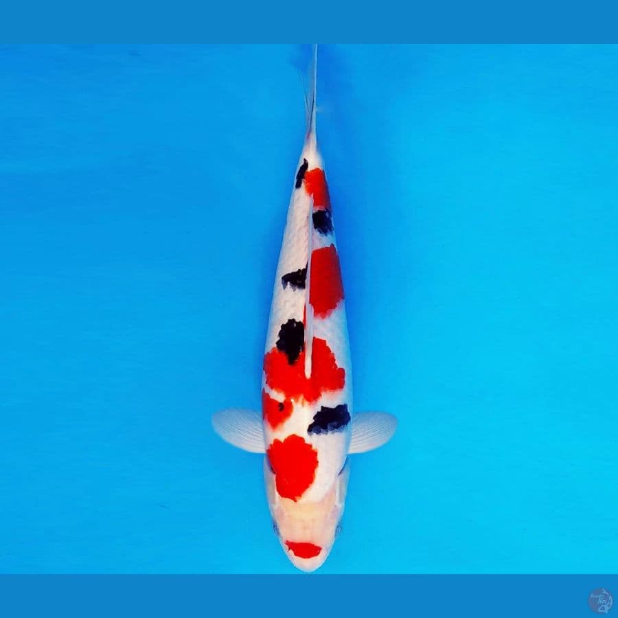 SONATA 7 ~ SANKE 33 cm/male ™