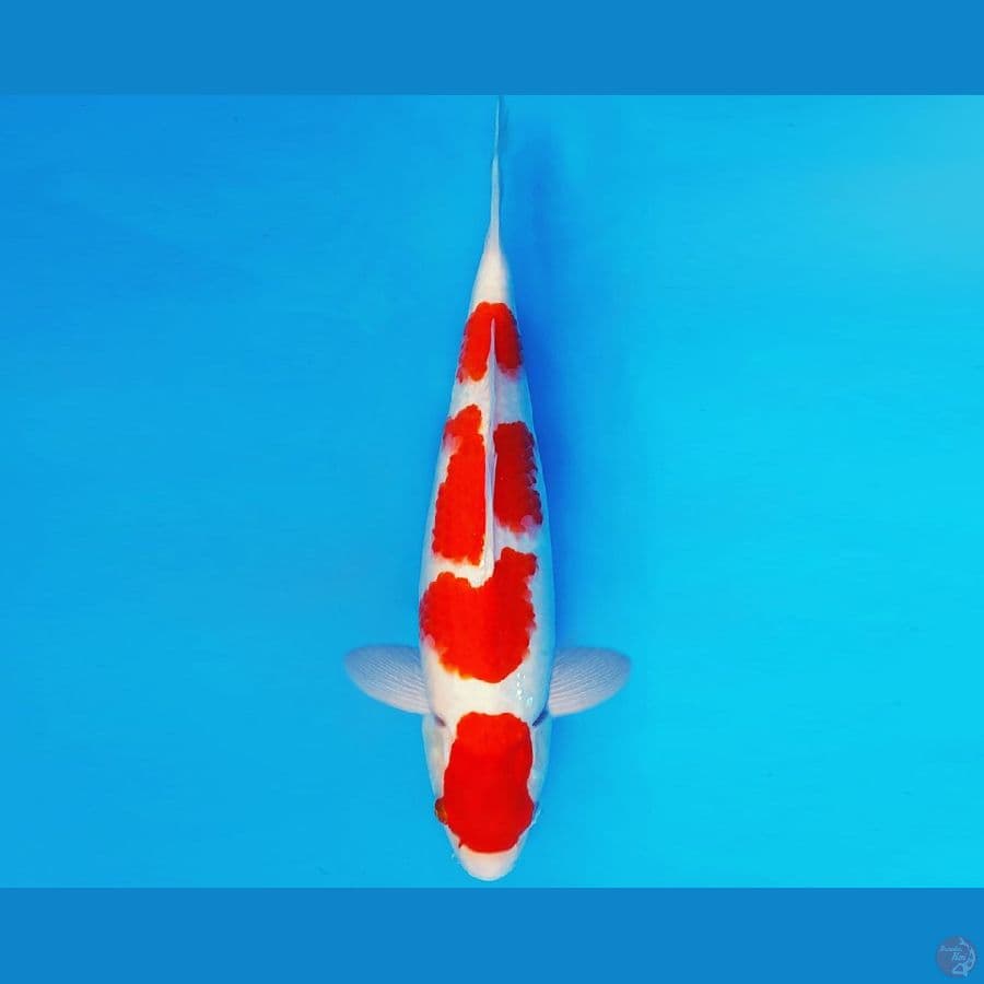 SONATA 10 ~ KOHAKU 34 cm/male ™