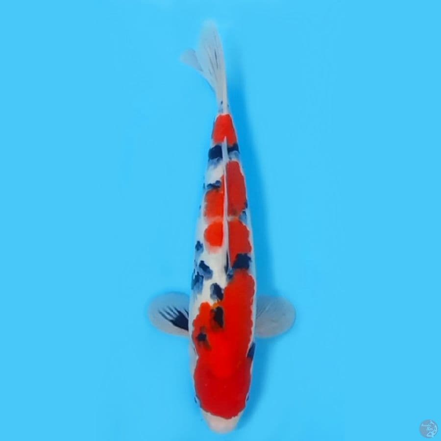 SANKE CALON JUMBO 31cm ~FEEMALE