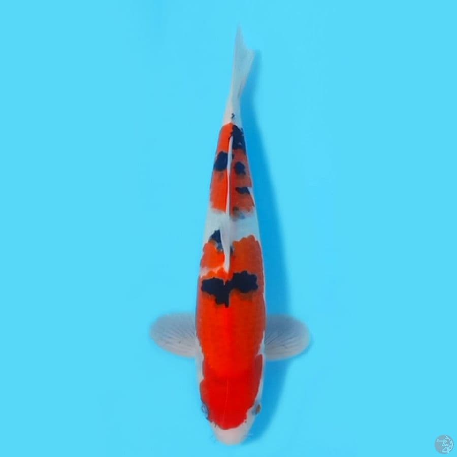 SANKE HQ ~30cm/MALE~