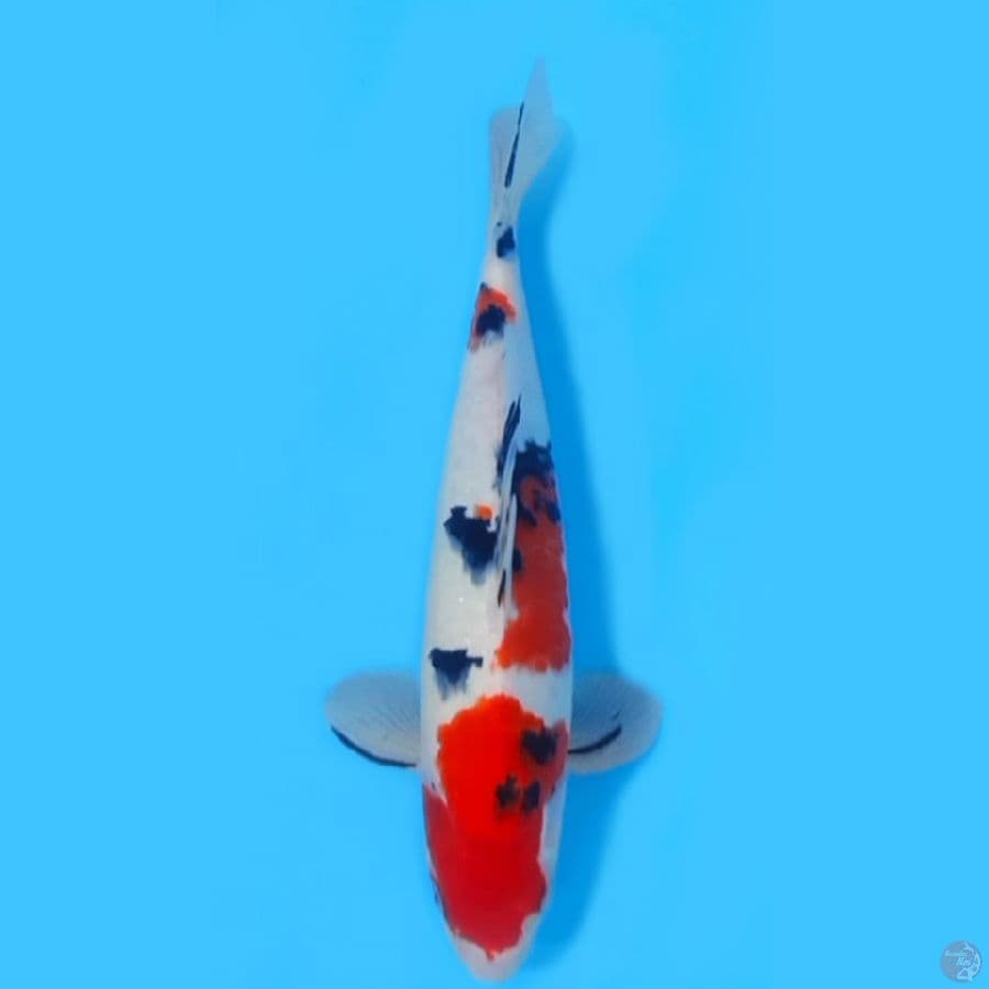 SANKE PEJANTAN TANGGUH ~35cm/MALE~