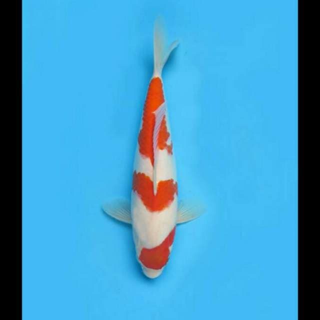 33cm - F1 Sandan Kohaku Jumbo 
