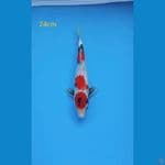 Showa 24cm