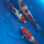 Mix 2 sanke, 1 kohaku doitsu