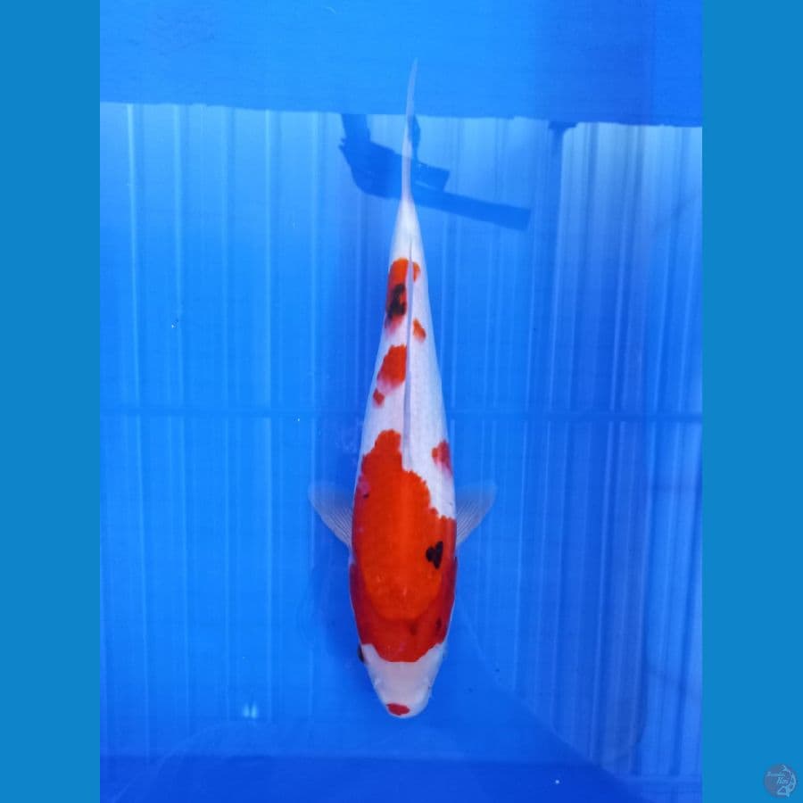 showa 32cm #F