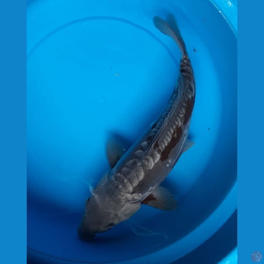 41cm ochiba aragoke
