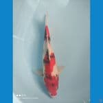 4. Showa 30cm F1 Strongg
