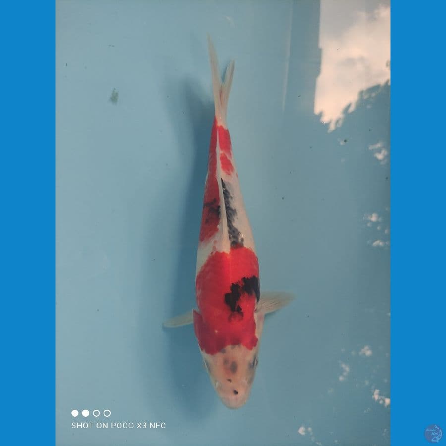 5. SHOWA 27CM F1