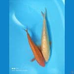 KARASI GINDRIN MALE 30CM, RED KARASI25CM