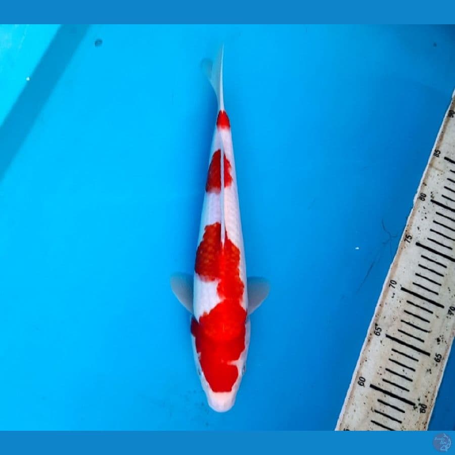 Kohaku 34cm Male