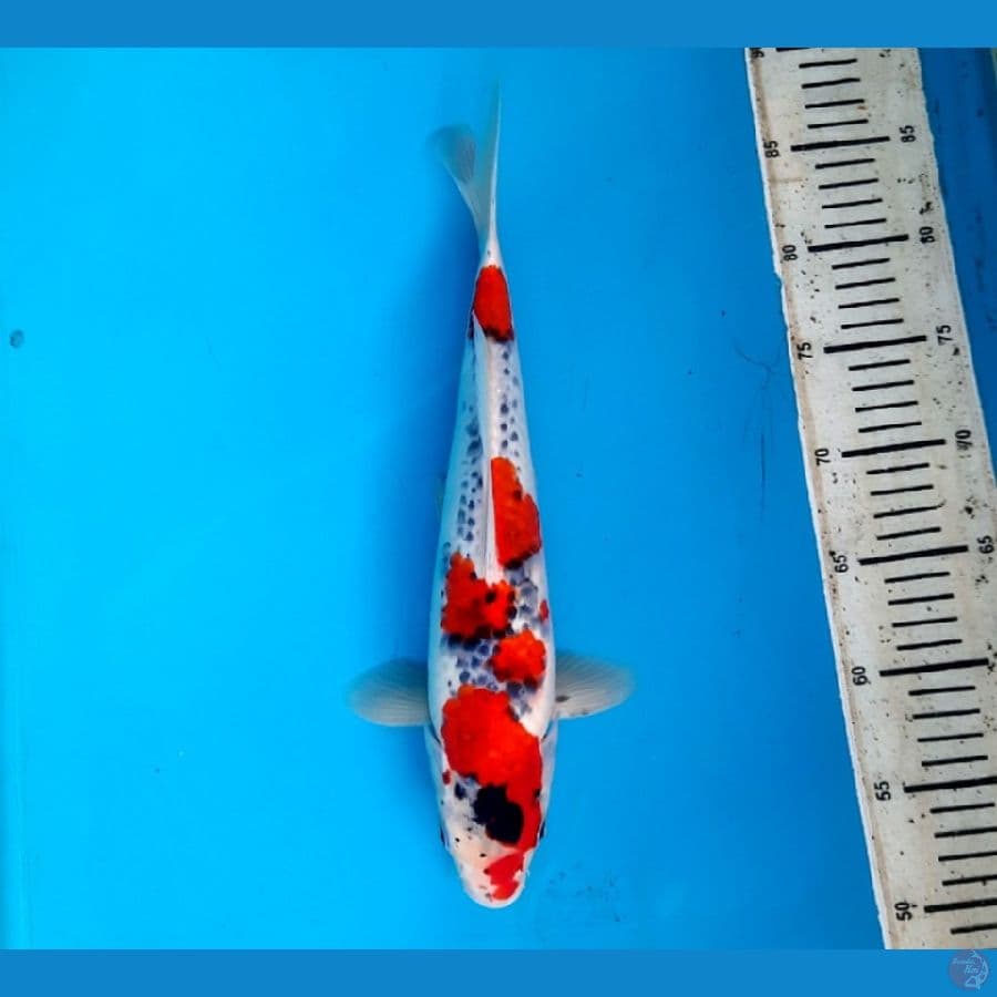 NK.1 Goshiki 35cm Male