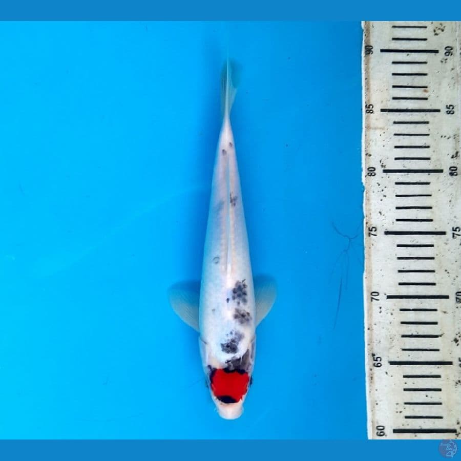NK.7 Tancho Goshiki 28cm Male