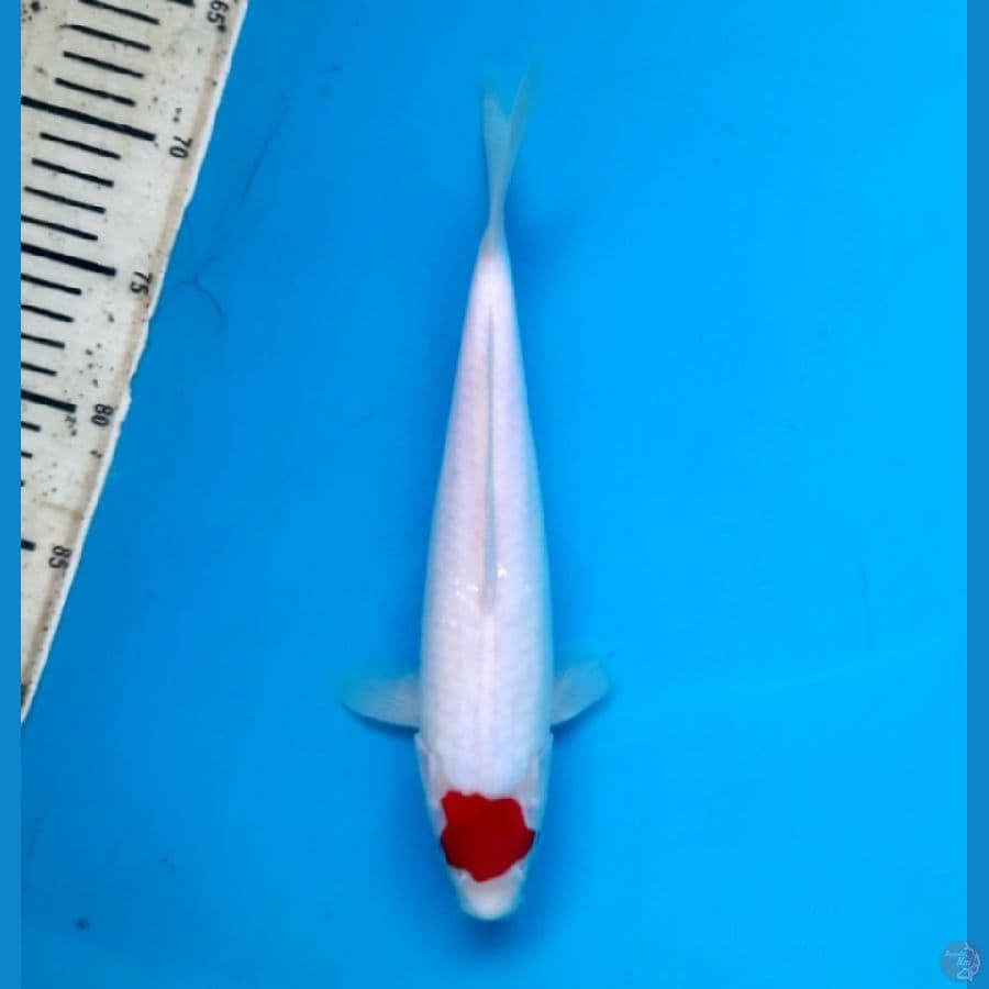 Tancho Kohaku 29cm Female