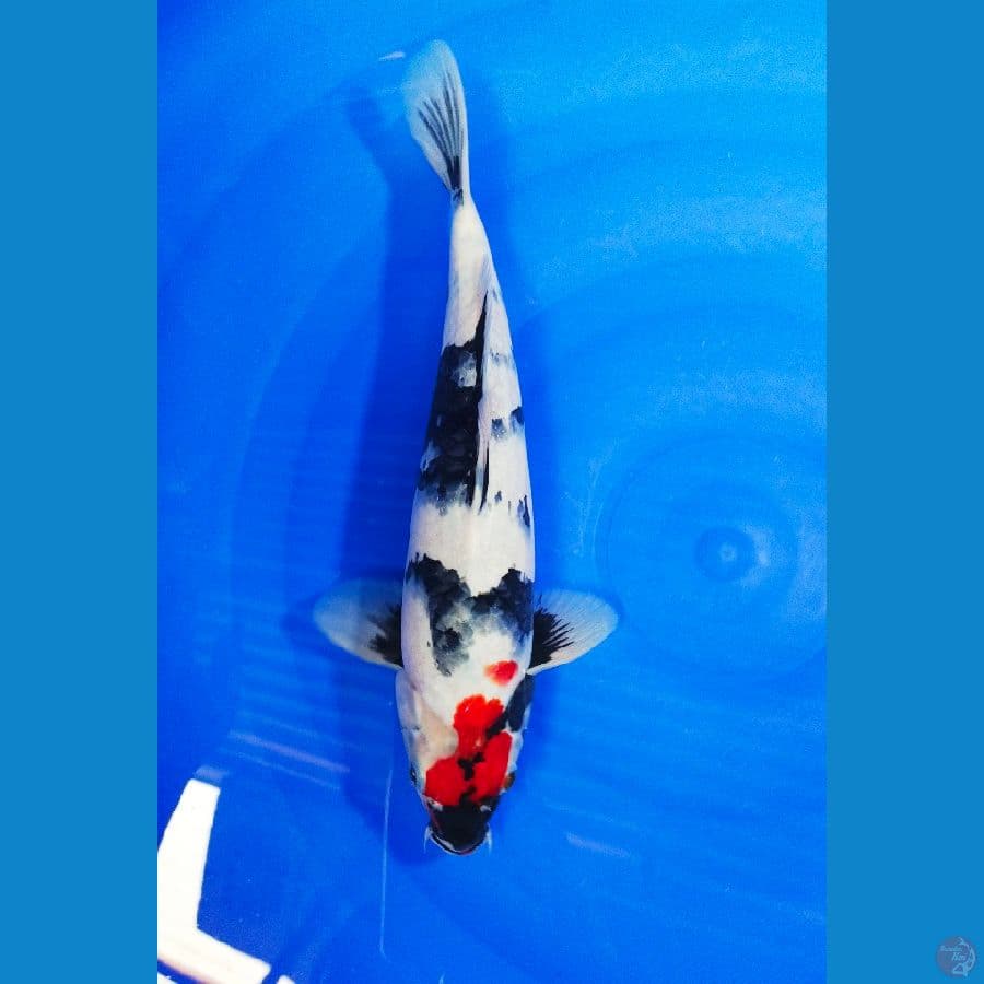 TANCO SHOWA 31CM