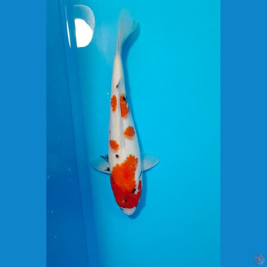 SHANKE 34CM