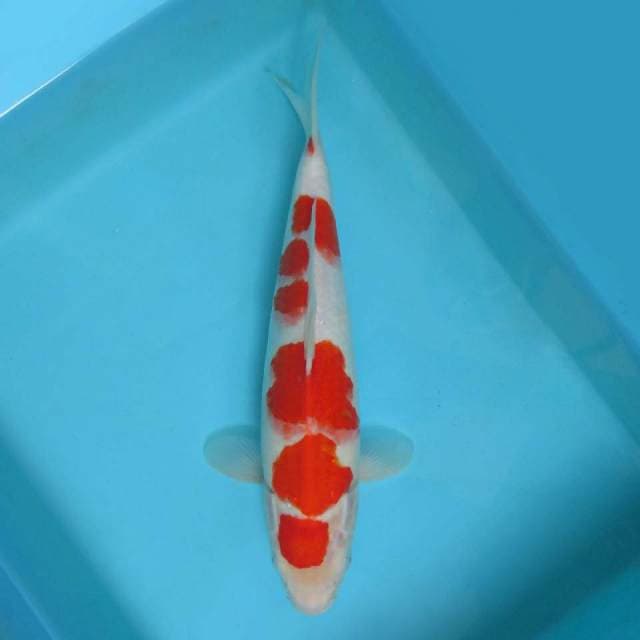 F. DAMARKOI INDONESIA ( MARUTEN KOHAKU )