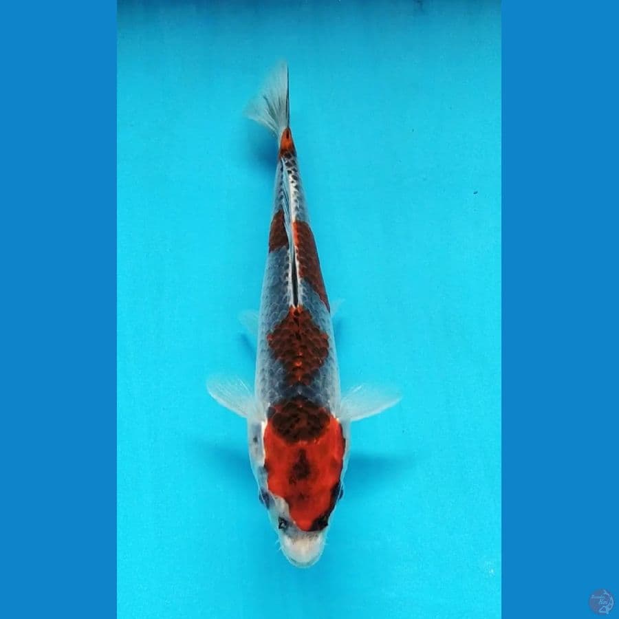 Red Kujaku 4Step Original