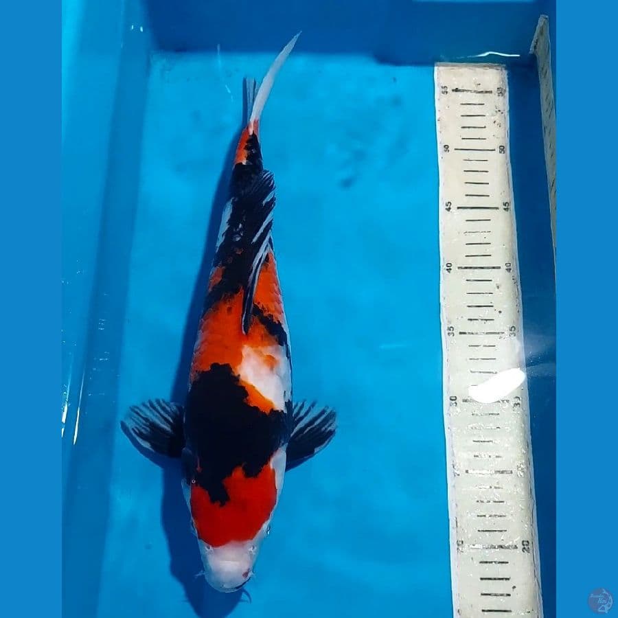 SHOWA 40 CM