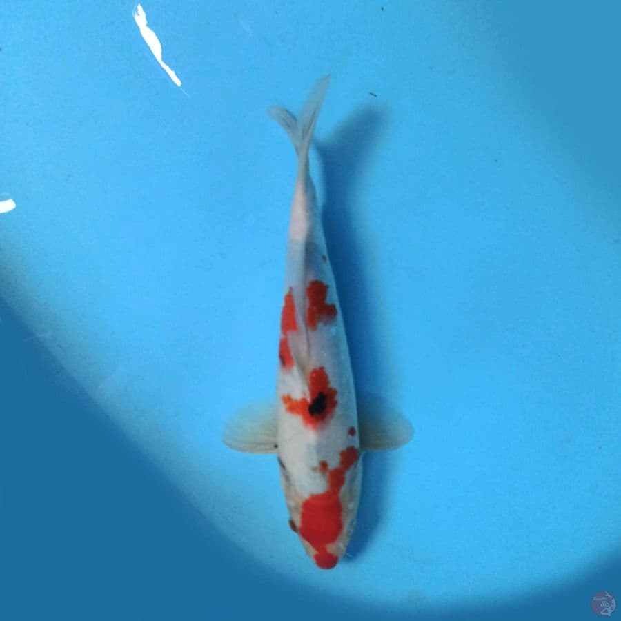 TATEGOI SHOWA 33 cm
