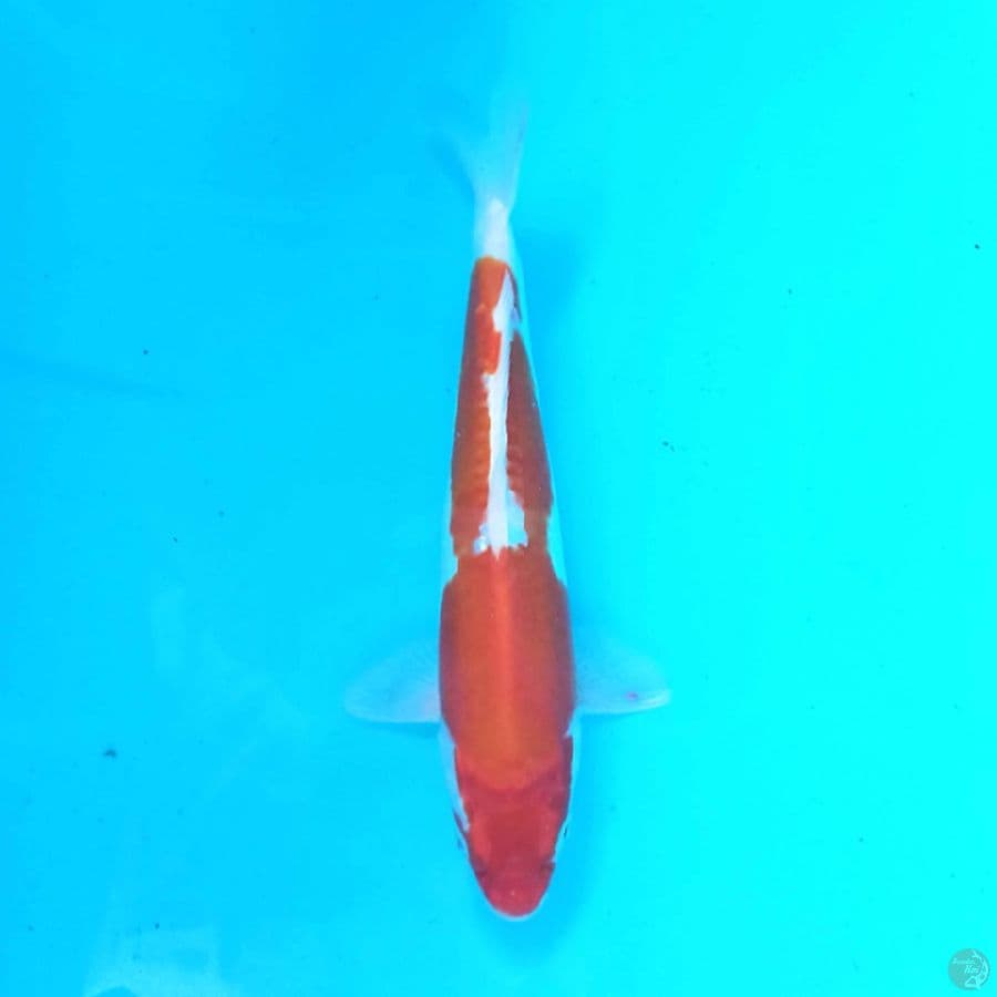 KIKUSHUI 28 cm
