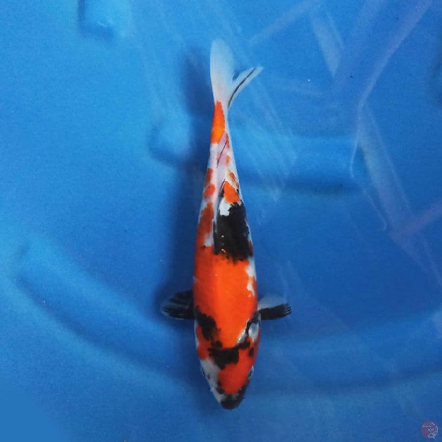 SHOWA 24 cm