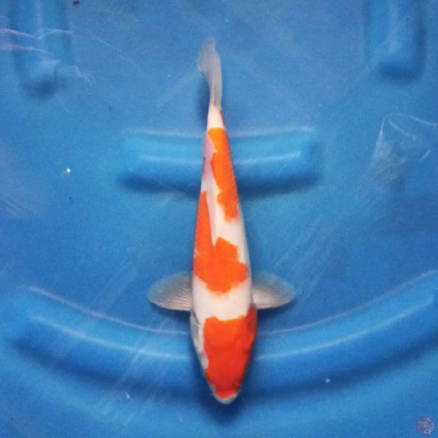 KOHAKU 24 cm