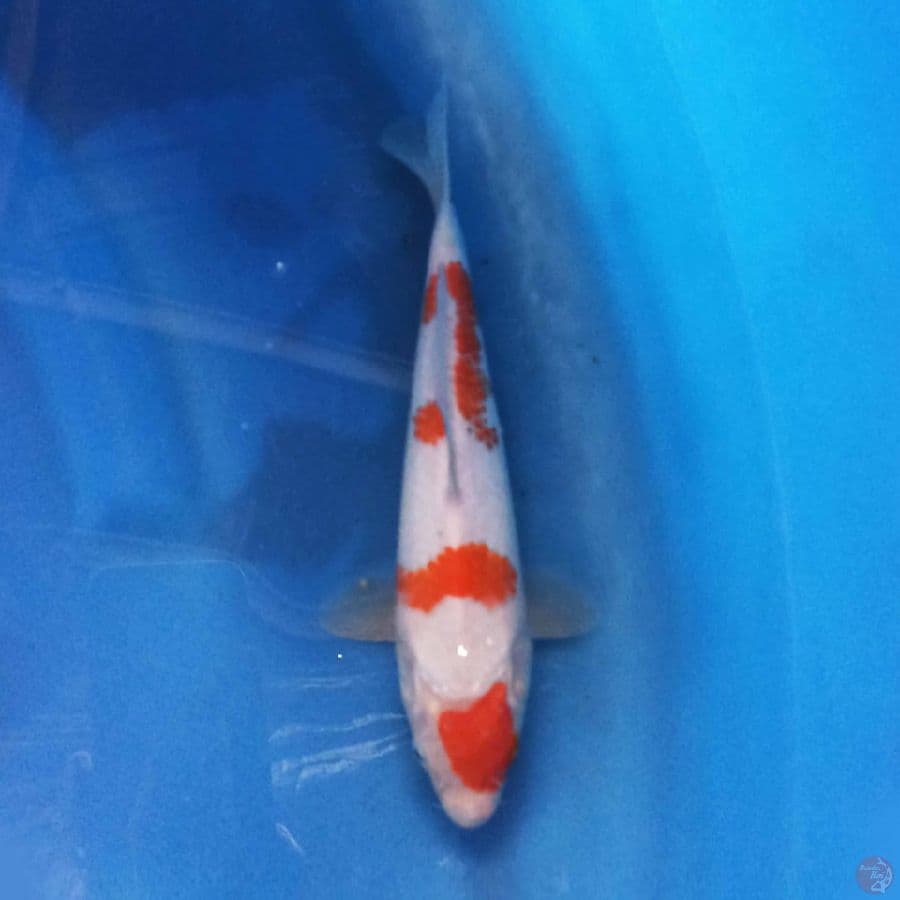KOHAKU 23 cm
