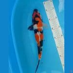 31CM SHOWA SANSOKU --- CANAYA KOI FARM