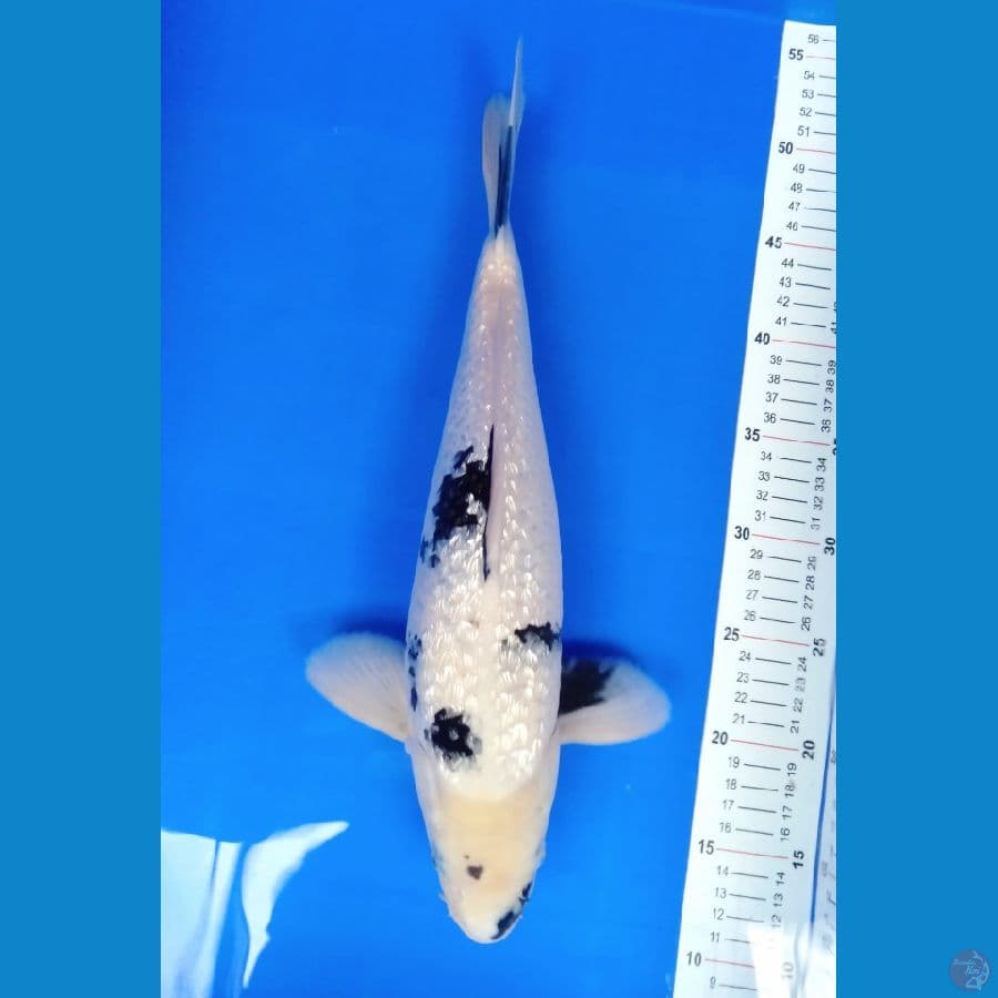  shiro gindrin 39cm 