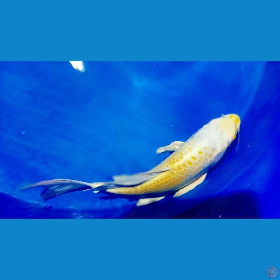 hariwake sisit jagung 38 cm.