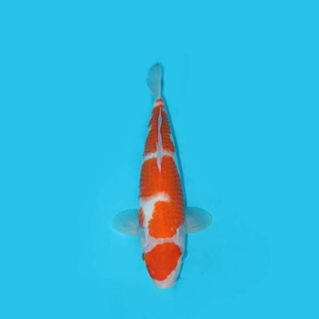 MARUTEN KOHAKU F1
