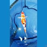 Maruten Sanke 5 step