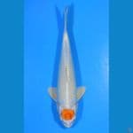 Tancho Hariwake 35BU