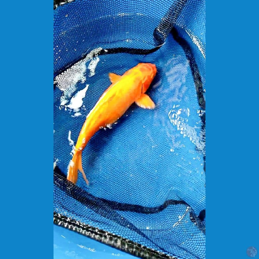 Benigoi 40cm