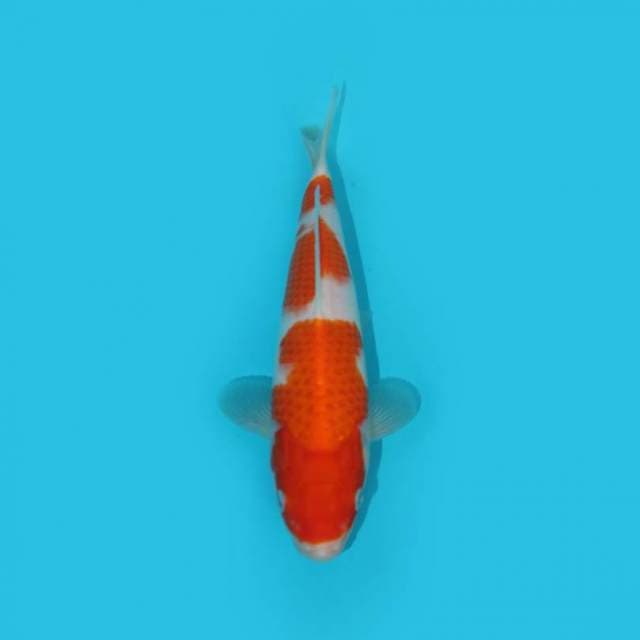 KOHAKU F1