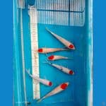 paket tanco ori