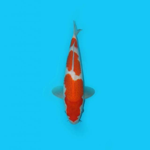 KOHAKU F1 HQ GOOD PATTERN
