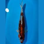 UNIQ 50 CM FEMALE 