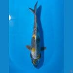KAGE SHOWA 44 CM FEMALE 