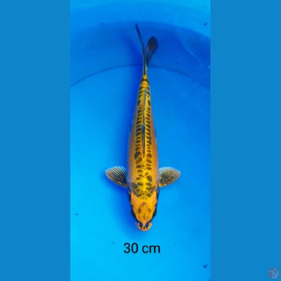 Kin Kiko 30cm