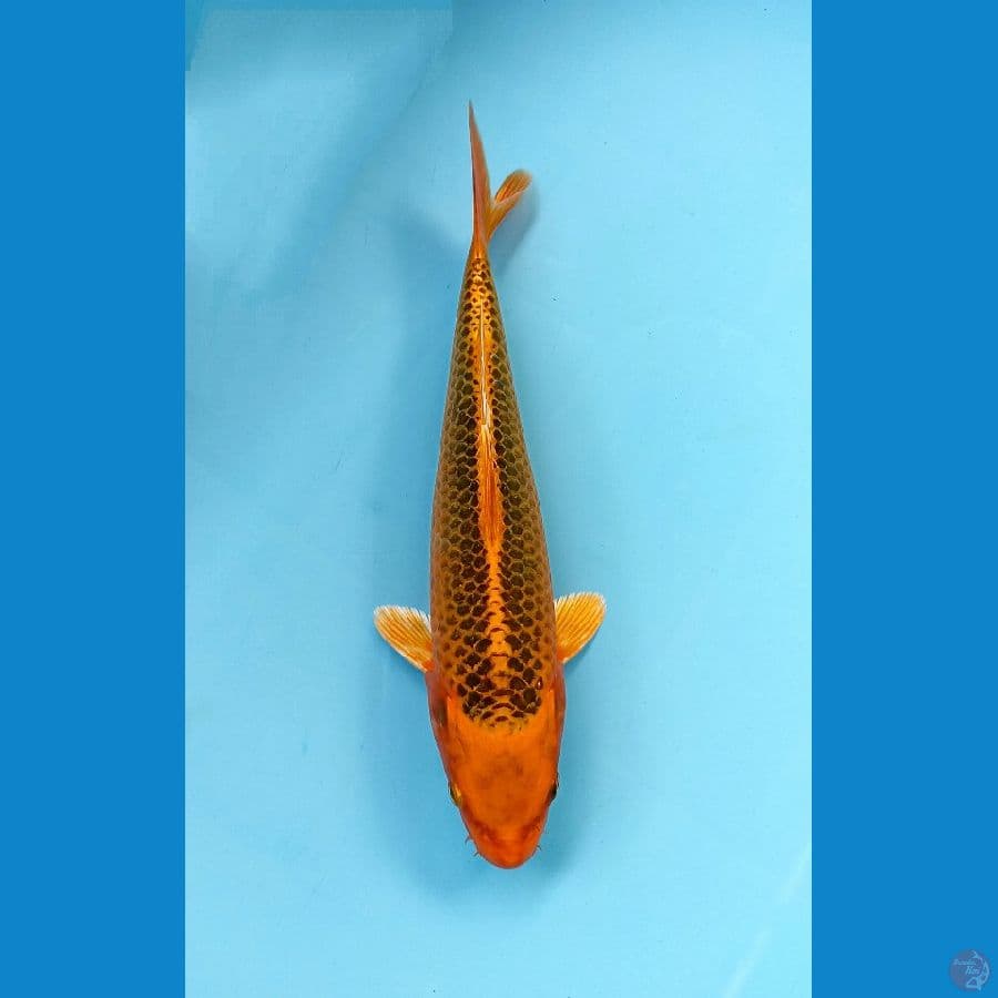 kin madsuba 24cm