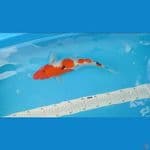 32CM SANKE JANTAN --- CANAYA KOI FARM