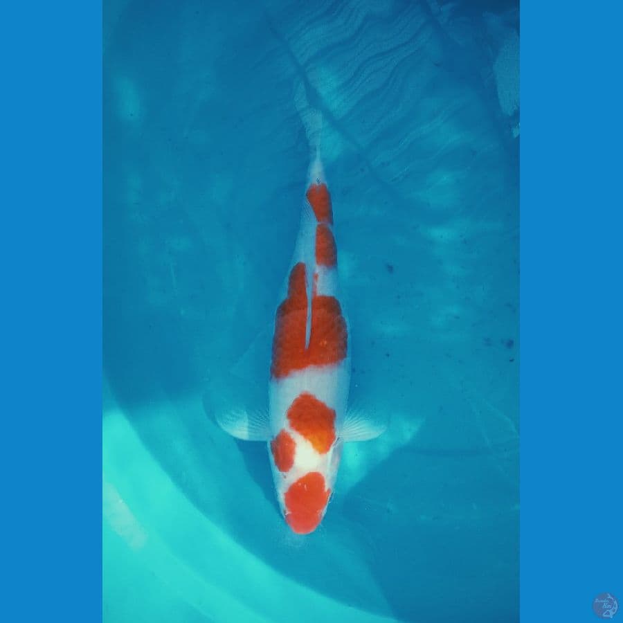 kohaku original 37cm