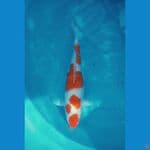 kohaku original 37cm
