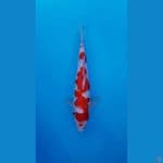 KOHAKU